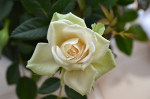 cream-rose-272946_640