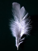Feather-60552_640