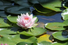 water-lilly-1227948_640