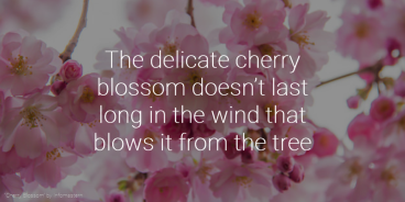 Poster saying "The delicate cherry blossom doesn't last long in the wind that blows it from the tree."