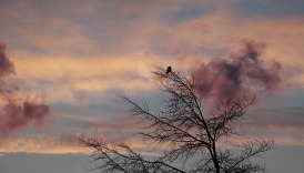 Pink clouds behind single bird in a tree