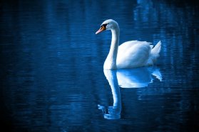 White swan on smooth blue water