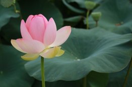 Pink lotus on green background