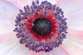 Pink and purple anemone