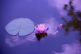 Pink lotus on purple background