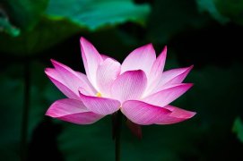 Pink lotus on dark green background