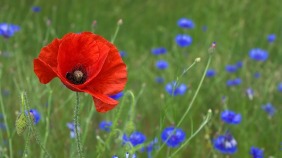 Red-orange poppy with little blue flowers and green grass