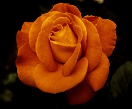 Gold color rose bloom