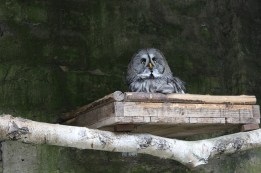 Owl sitting on top of a book