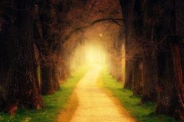 Golden path through a forest to a shimmering golden light