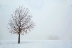 A bare tree with falling snow