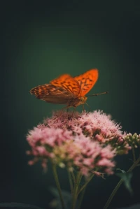 Orange butterfly on pink flowers
