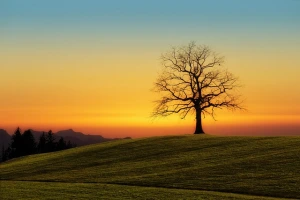 A bare tree on a gentle hill infront of an orange and blue sky