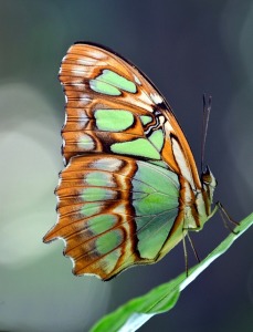 Green and brown butterfly on a leaf